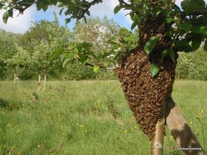 swarm_bees