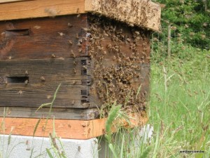 swarm_bees_hive