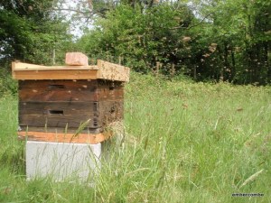 swarm_hive_bees